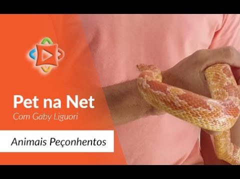 Pet na net – Animais Peçonhentos